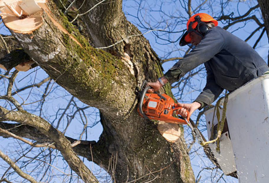 tree trimming in Tennille